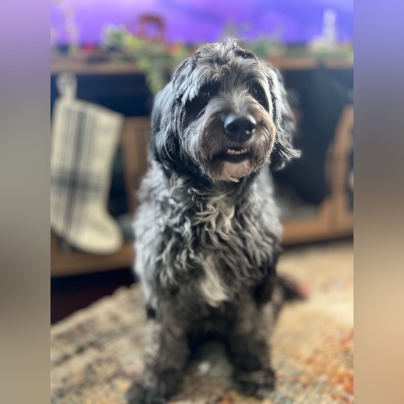 Meet your Posher, Renée - Picture 6 of 9